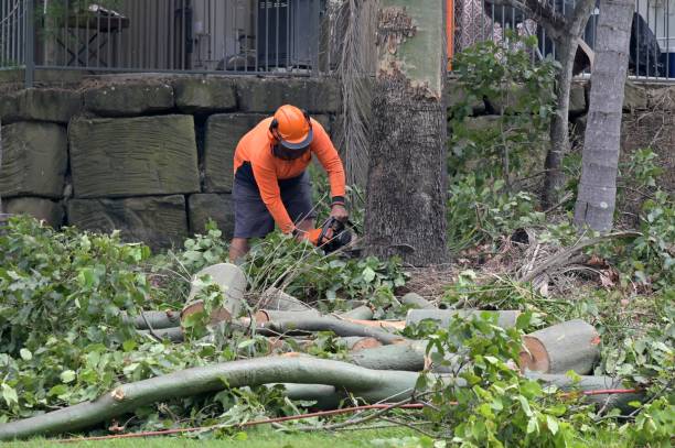 How Our Tree Care Process Works  in Clearlake Riviera, CA